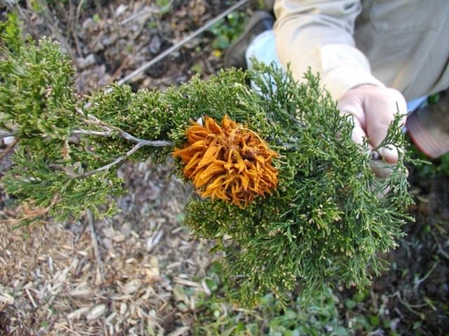 Пузырчатая ржавчина можжевельника (Gymnosporangium juniperinum) Пузырчатая ржавчина можжевельника (Gymnosporangium juniperinum)