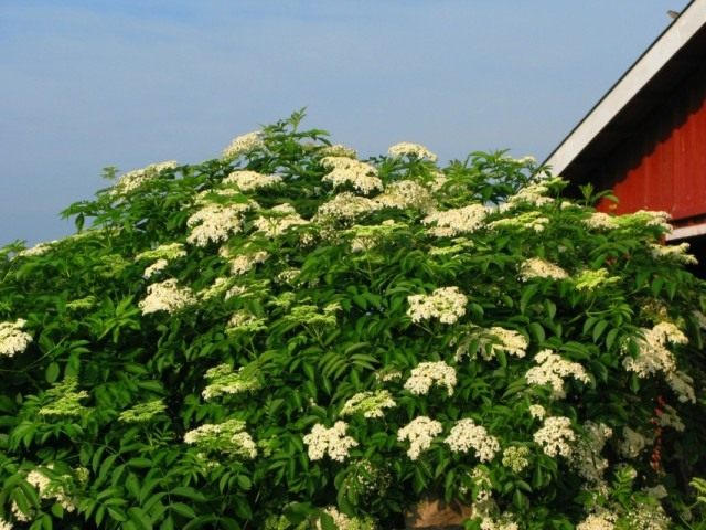 Бузина канадская (Sambucus canadensis) Бузина канадская (Sambucus canadensis)