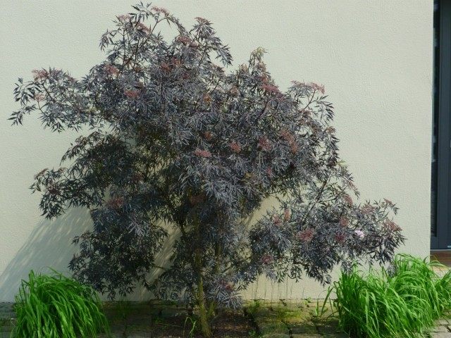 Бузина черная (Sambucus nigra) Бузина черная (Sambucus nigra)