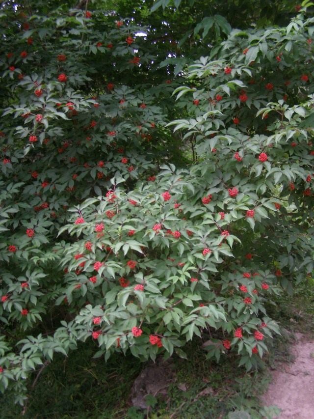 Бузина сибирская (Sambucus sibirica) Бузина сибирская (Sambucus sibirica)