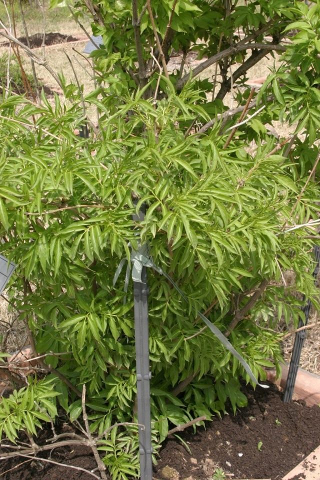 Бузину Зибольда (Sambucus sieboldiana) Бузину Зибольда (Sambucus sieboldiana)