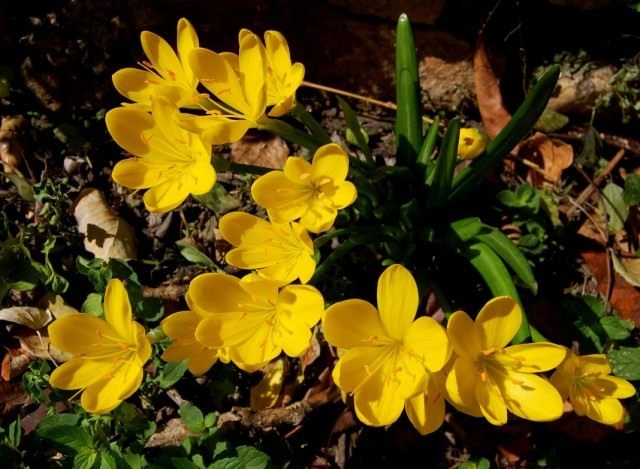 Штернбергия желтая (Sternbergia lutea) Штернбергия желтая (Sternbergia lutea)