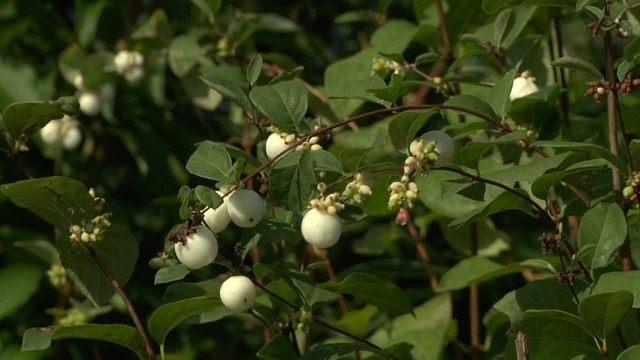 Снежноягодник белый, или Снежноягодник кистистый (Symphoricarpos albus) Снежноягодник белый, или Снежноягодник кистистый (Symphoricarpos albus)
