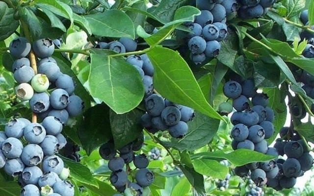 Голубика высокорослая, садовая (Vaccinium corymbosum) Голубика высокорослая, садовая (Vaccinium corymbosum)