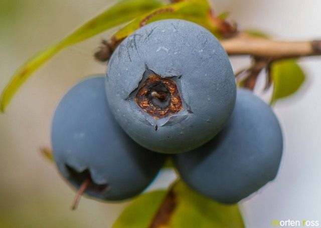 Голубика обыкновенная (Vaccinium uliginosum) Голубика обыкновенная (Vaccinium uliginosum)