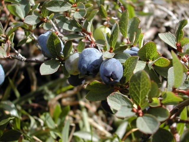 Голубика обыкновенная (Vaccinium uliginosum) Голубика обыкновенная (Vaccinium uliginosum)