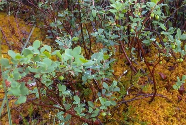 Голубика обыкновенная (Vaccinium uliginosum) Голубика обыкновенная (Vaccinium uliginosum)