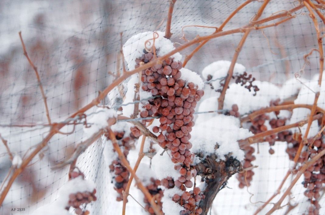 при какой температуре замерзает виноград ягоды