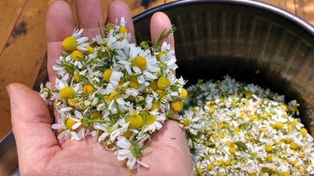 Заготовка ромашки для использования в качестве инсектицида Заготовка ромашки для использования в качестве инсектицида