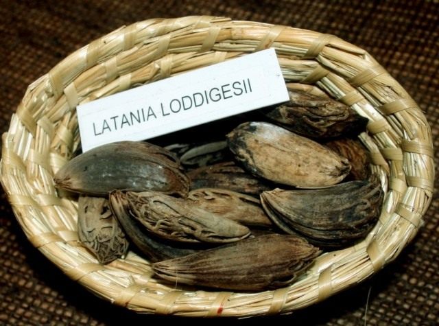 Семена пальмы Латании Лоддигеза Семена пальмы Латании Лоддигеза