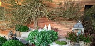 6 компонентов правильной подготовки садовых кадочных к зиме - Декоративно-лиственные травянистые Подготовка горшечных и кадочных садовых растений к зимовке