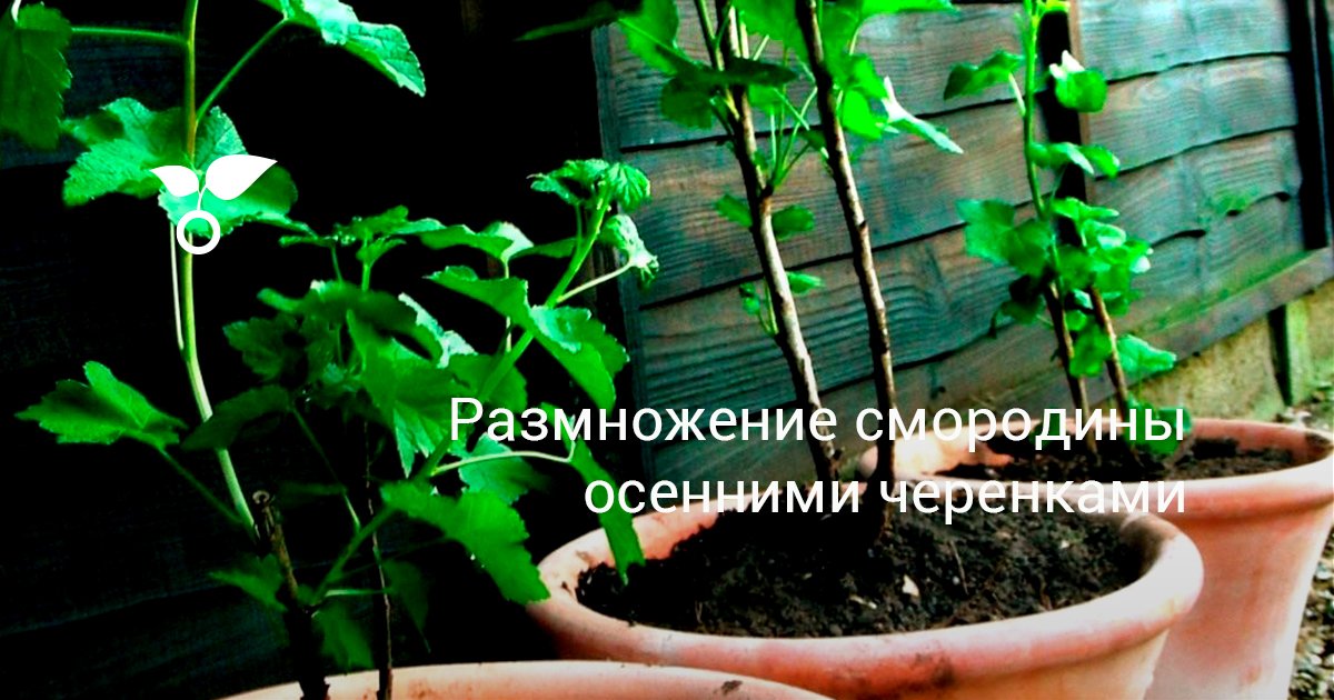 Калина черенкование летом