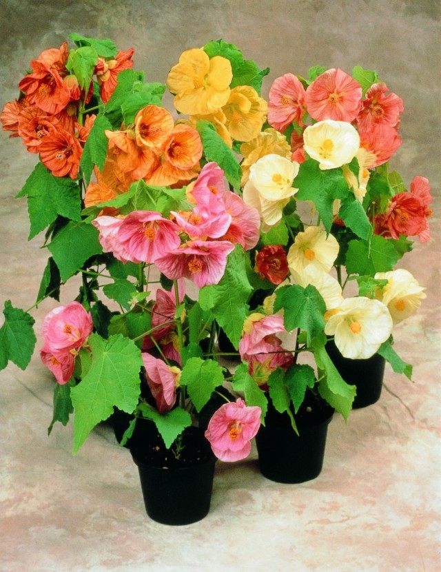 Абутилон (Abutilon) Абутилон (Abutilon)