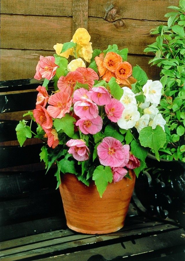 Абутилон (Abutilon) Абутилон (Abutilon)