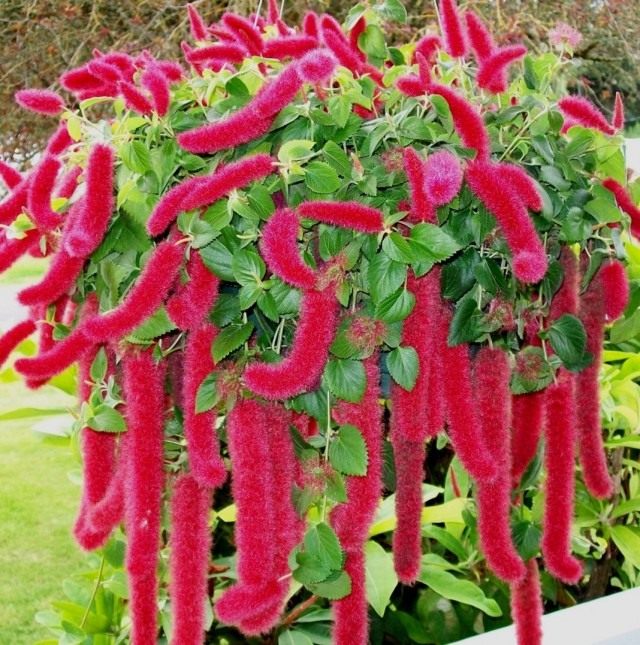 Акалифа (Acalypha) Акалифа (Acalypha)