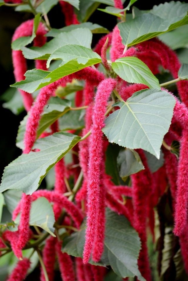 Акалифа (Acalypha) Акалифа (Acalypha)