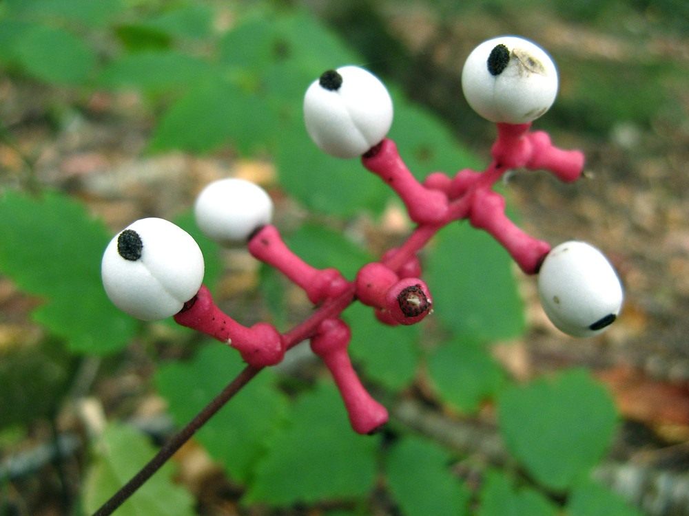 Actaea-pachypoda