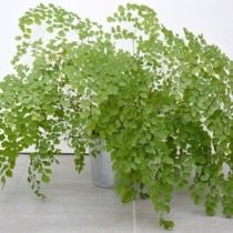 Адиантум венерин волос (Adiantum capillus-veneris) Адиантум венерин волос (Adiantum capillus-veneris)