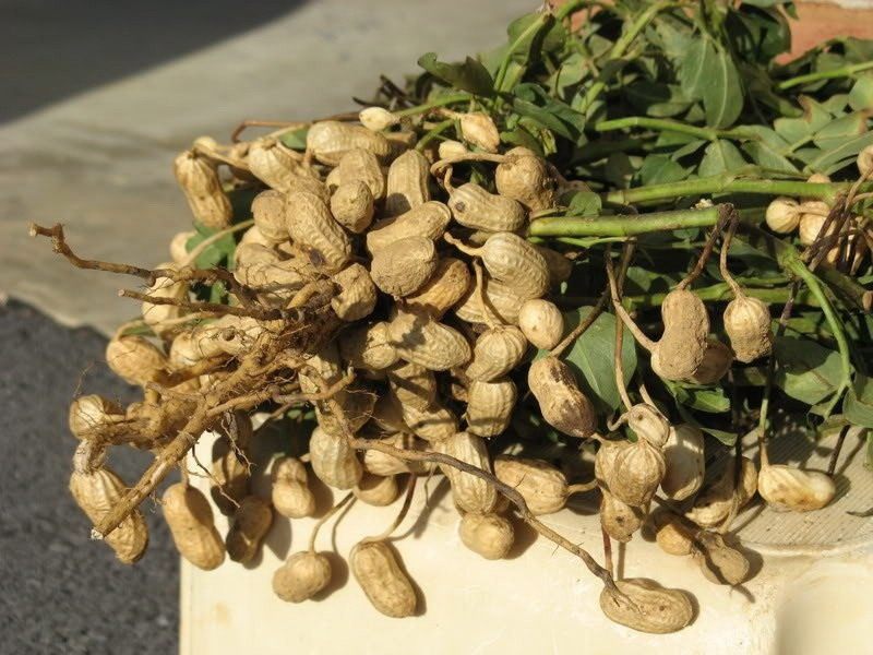 Arachis