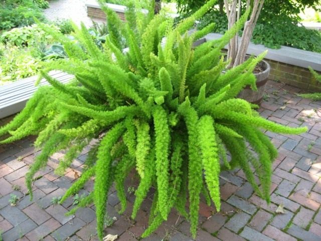 Аспарагус густоцветковый, или Спаржа густоцветковая (Asparagus densiflorus) Аспарагус густоцветковый, или Спаржа густоцветковая (Asparagus densiflorus)