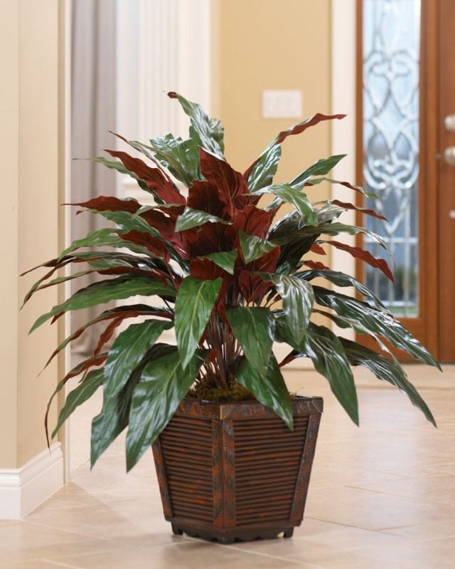 Аспидистра (Aspidistra) Аспидистра (Aspidistra)