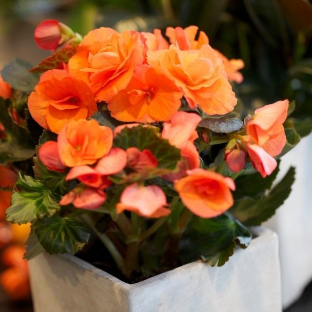 Бегония клубневая (Begonia × tuberhybrida) Бегония клубневая (Begonia × tuberhybrida)