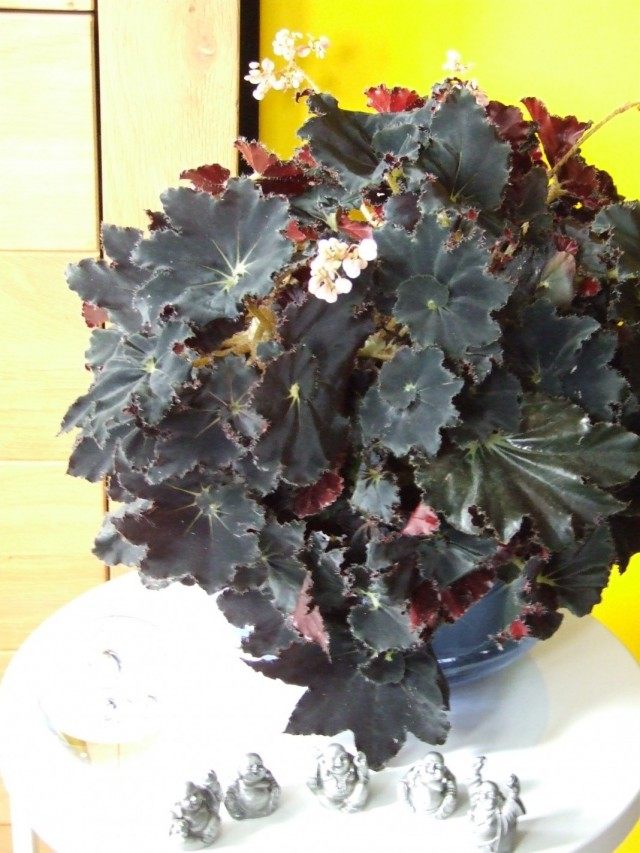 Бегония «Мутные воды» (Begonia 'Muddy Waters') Бегония «Мутные воды» (Begonia 'Muddy Waters')