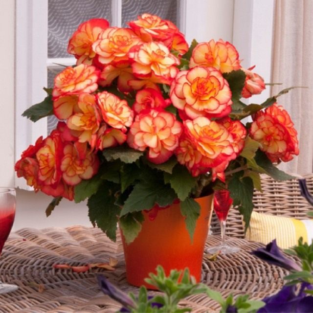 Бегония клубневая (Begonia ×tuberhybrida) Бегония клубневая (Begonia ×tuberhybrida)