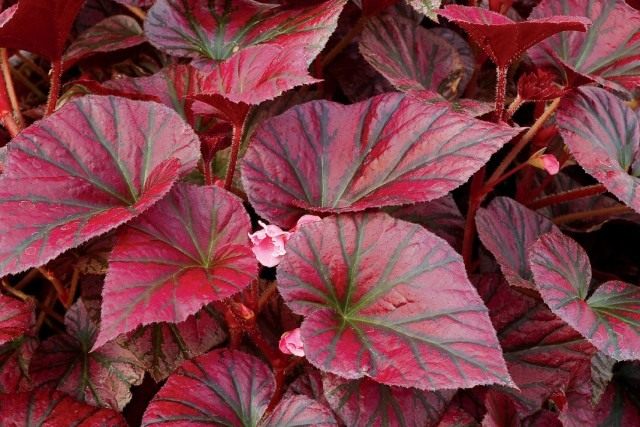 Бегония «Откровение темно-бордовый» (Begonia 'Revelation Maroon') Бегония «Откровение темно-бордовый» (Begonia 'Revelation Maroon')