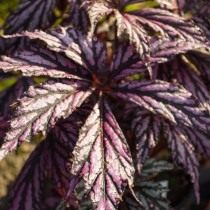 Бегония «Бенитошиба» (Begonia 'Benitochiba') Бегония «Бенитошиба» (Begonia 'Benitochiba')