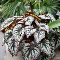 Бегония «Фейерверки» (Begonia 'Fireworks') Бегония «Фейерверки» (Begonia 'Fireworks')