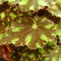 Бегония «Тигр» (Begonia 'Tiger') Бегония «Тигр» (Begonia 'Tiger')