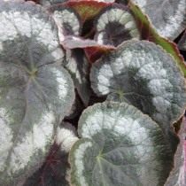 Бегония кольчатая (Begonia annulata) Бегония кольчатая (Begonia annulata)
