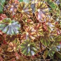Бегония Бауэра (Begonia bowerae) Бегония Бауэра (Begonia bowerae)