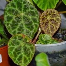 Бегония гоэгская (Begonia goegoensis) Бегония гоэгская (Begonia goegoensis)