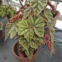 Бегония телесноцветная (Begonia incarnata Бегония телесноцветная (Begonia incarnata