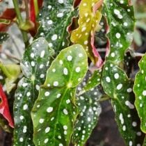 Бегония пятнистая (Begonia maculata) Бегония пятнистая (Begonia maculata)