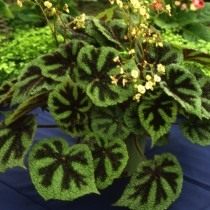 Бегония Мэсона (Begonia masoniana) Бегония Мэсона (Begonia masoniana)