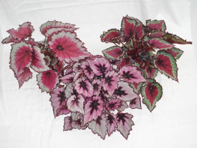 Бегонии королевские (Begonia rex) Бегонии королевские (Begonia rex)