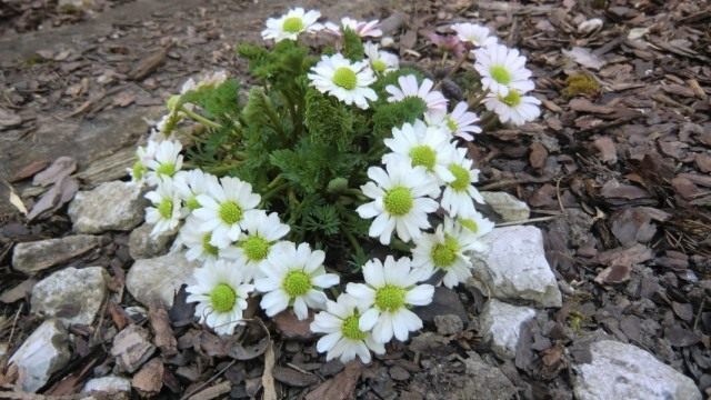 Каллиантемум, также Красивоцвет, или Рутовник (Callianthemum)