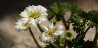 Каллиантемум, также Красивоцвет, или Рутовник (Callianthemum)