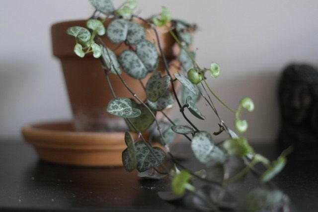 Церопегия (Ceropegia) Церопегия (Ceropegia)
