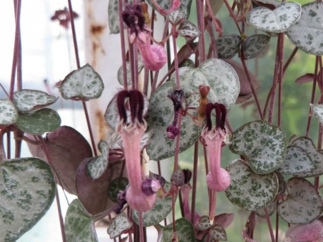 Церопегия (Ceropegia) Церопегия (Ceropegia)