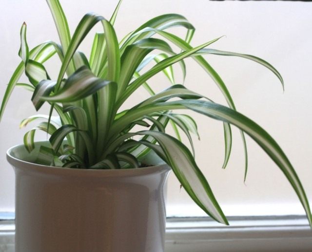Хлорофитум (Chlorophytum) Хлорофитум (Chlorophytum)