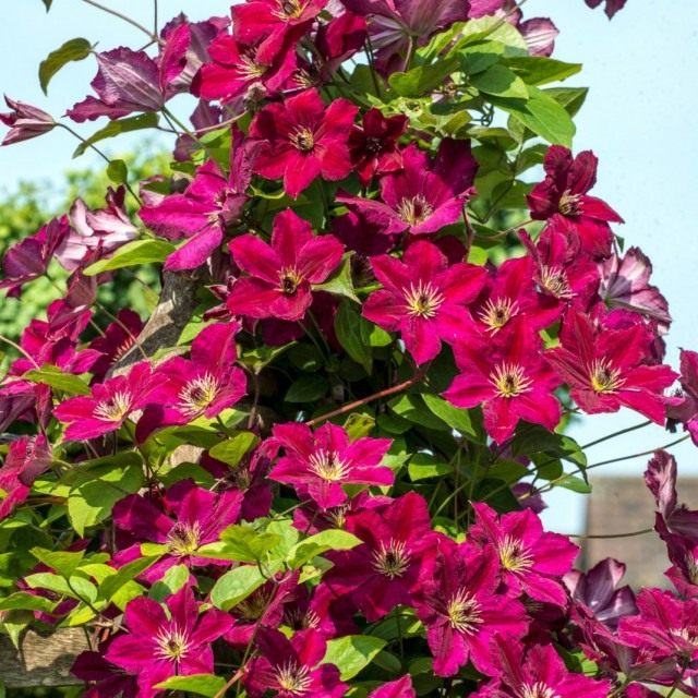 Клематис (Clematis) Клематис (Clematis)