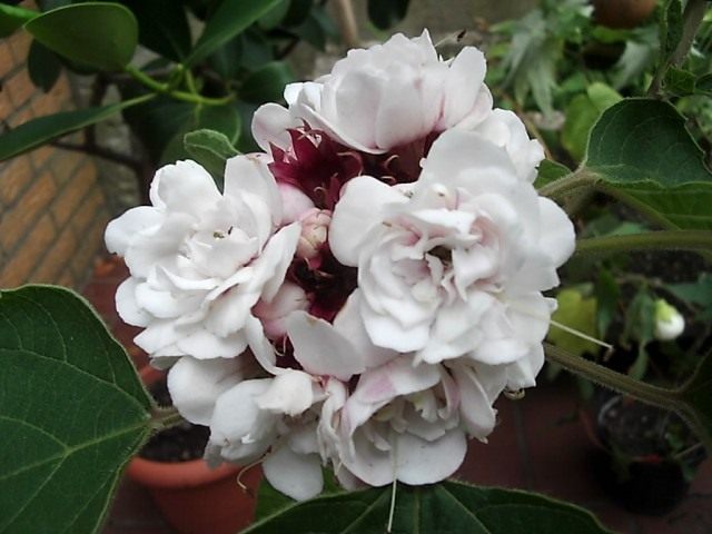 Клеродендрум китайский (Clerodendrum chinense) Клеродендрум китайский (Clerodendrum chinense)