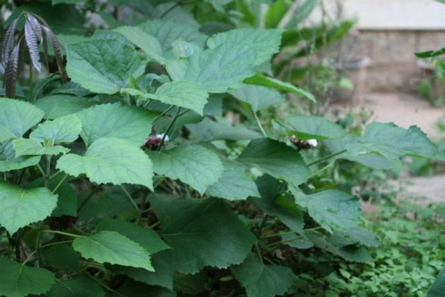 Клеродендрум китайский (Clerodendrum chinense) Клеродендрум китайский (Clerodendrum chinense)