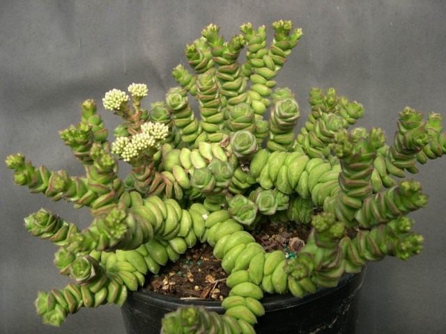 Толстянка скальная, или Крассула скальная (Crassula rupestris) Толстянка скальная, или Крассула скальная (Crassula rupestris)