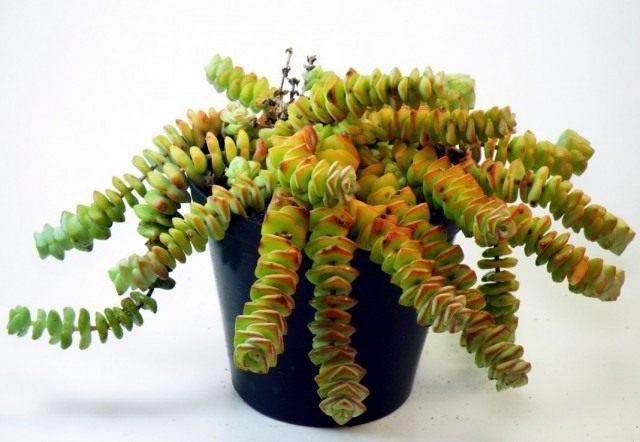 Толстянка скальная, или Крассула скальная (Crassula rupestris) Толстянка скальная, или Крассула скальная (Crassula rupestris)