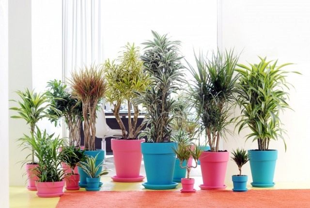 Драцены (Dracaena) Драцены (Dracaena)